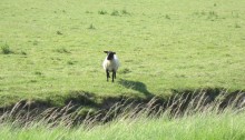 lamb with black head and legs